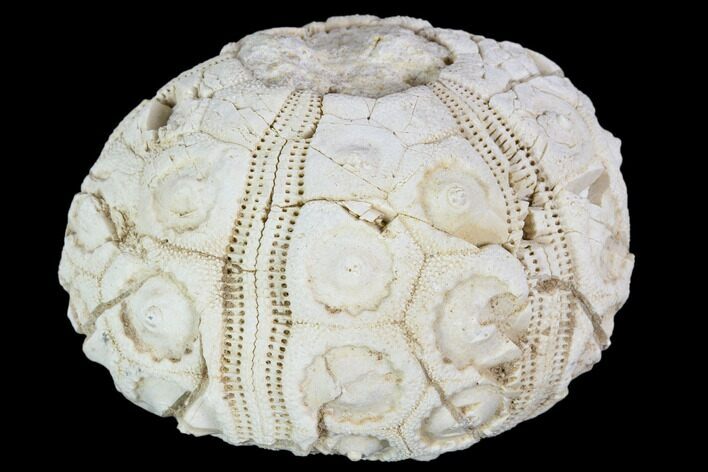 Fossil Sea Urchin (Drocidaris) - Morocco #104512